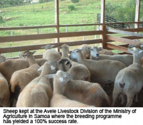 Sheep - the latest addition to Samoan cultural practises